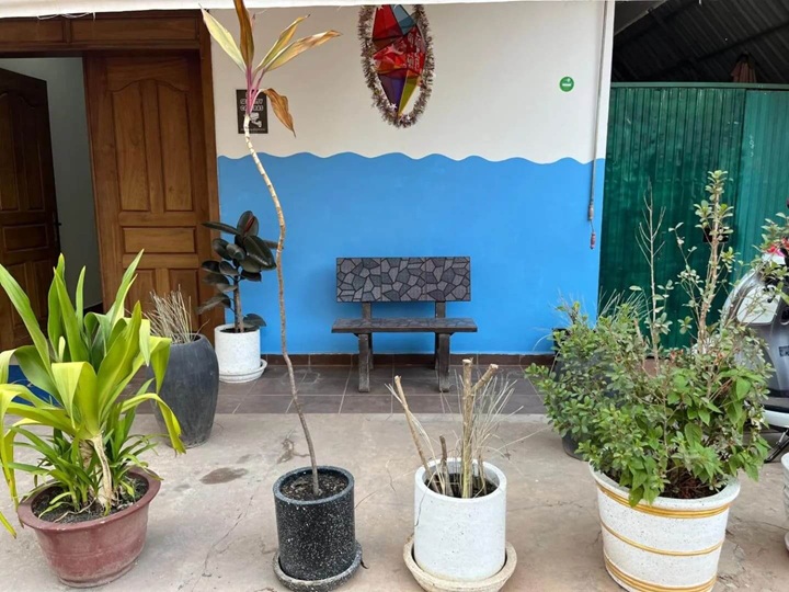 Outdoor Plants